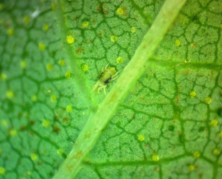 Twospotted spider mite adult